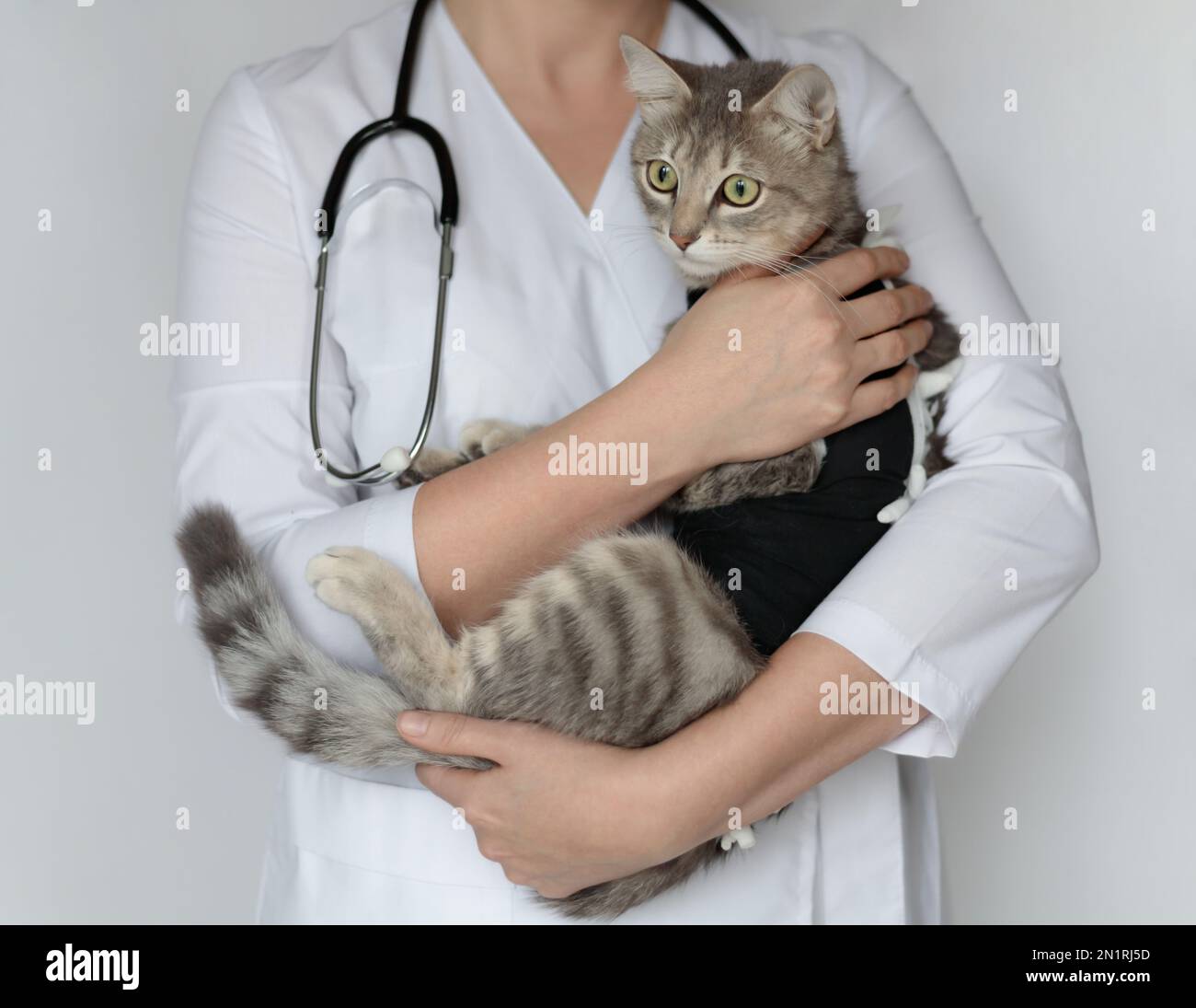 Pet after cavitary operation, castration, sterilization. Veterinarian ...