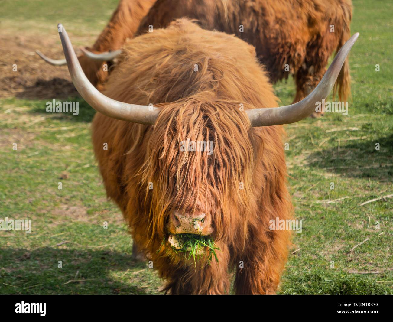 Highland Scottish breed of rustic cattle. Furry cows eat fresh grass in