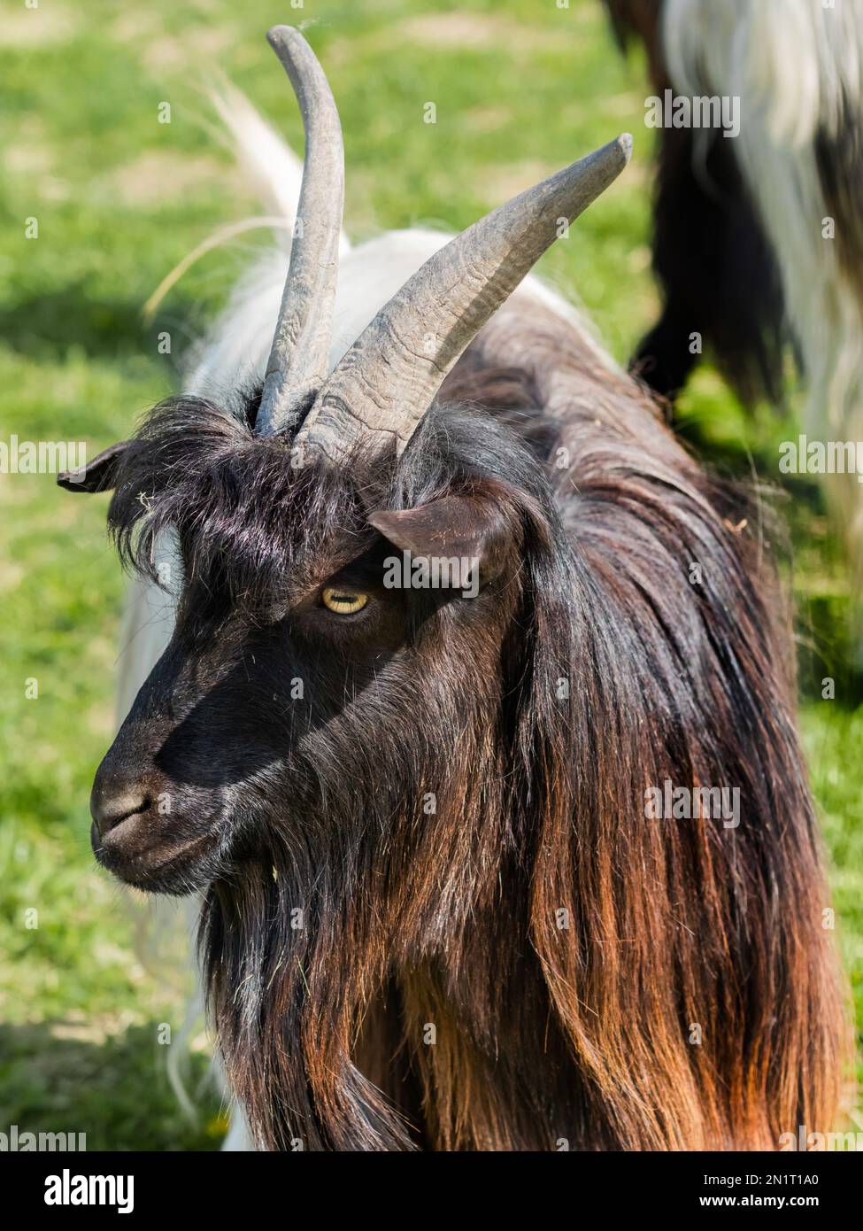 Portrait of Capra Aegagrus Girgentana or Valais Black Goat. Furry farm animal in paddock near barn. Animal husbandry. Stock Photo
