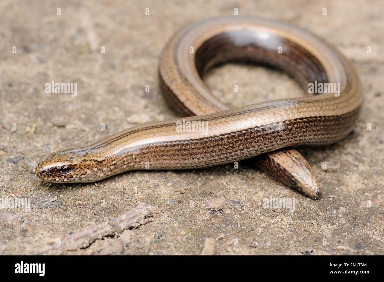 Rare animal, legless shiny harmless lizard slow worm on the ground