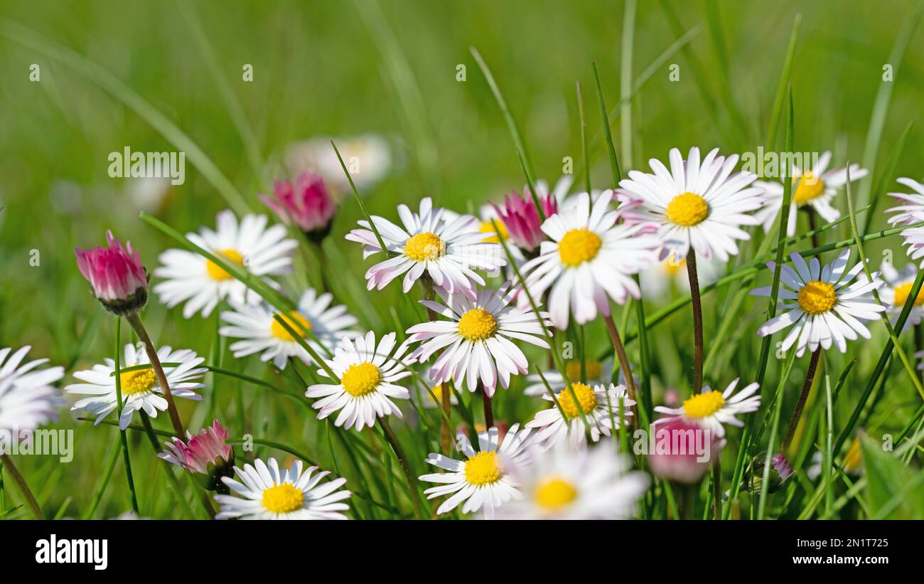 Daisies, Bellis perennis, in a close-up Stock Photo