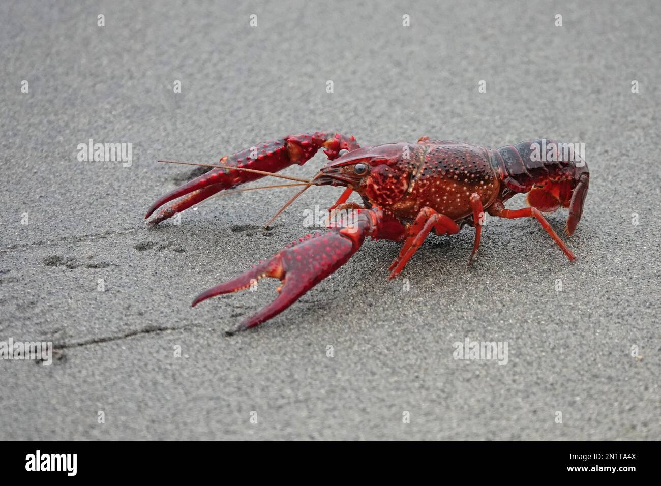 A red swamp crayfish, resembling a small lobster, is shown on the shore of a lake on São Miguel island of the Azores, Portugal. Stock Photo