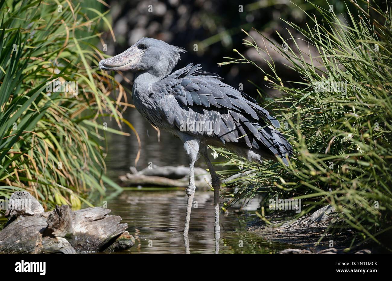 The Shoebill Stork test the water at the San Diego Zoo's Safari Park