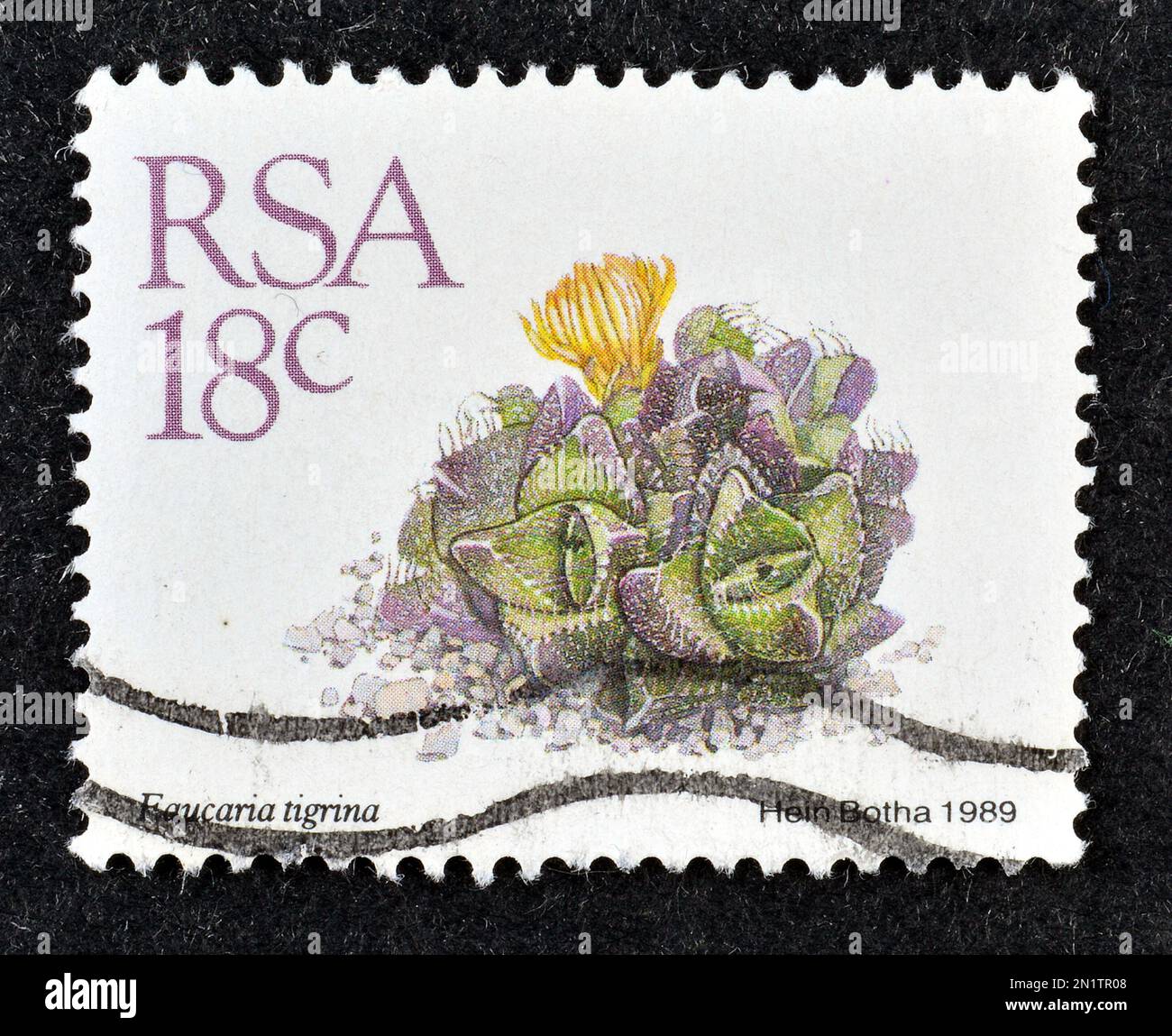 Cancelled postage stamp printed by South Africa, that shows Faucaria tigrina,  tiger jaws, Succulents, circa 1988. Stock Photo