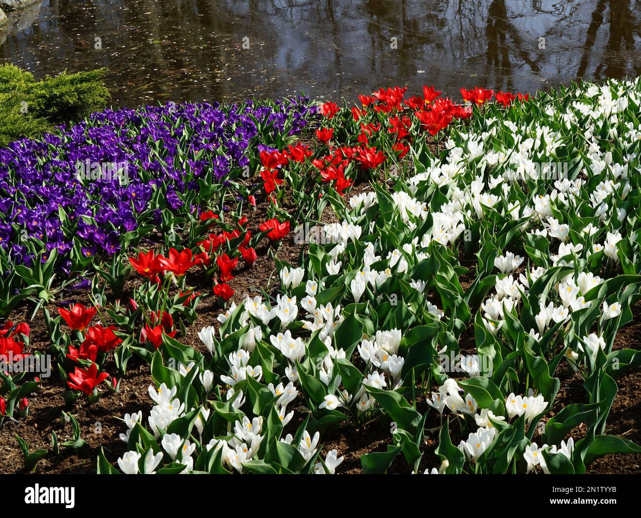 Spring flowers in the colors blue, red and white. The national colors of many countries. The blue, actually purple, and white flowers are crocuses Stock Photo