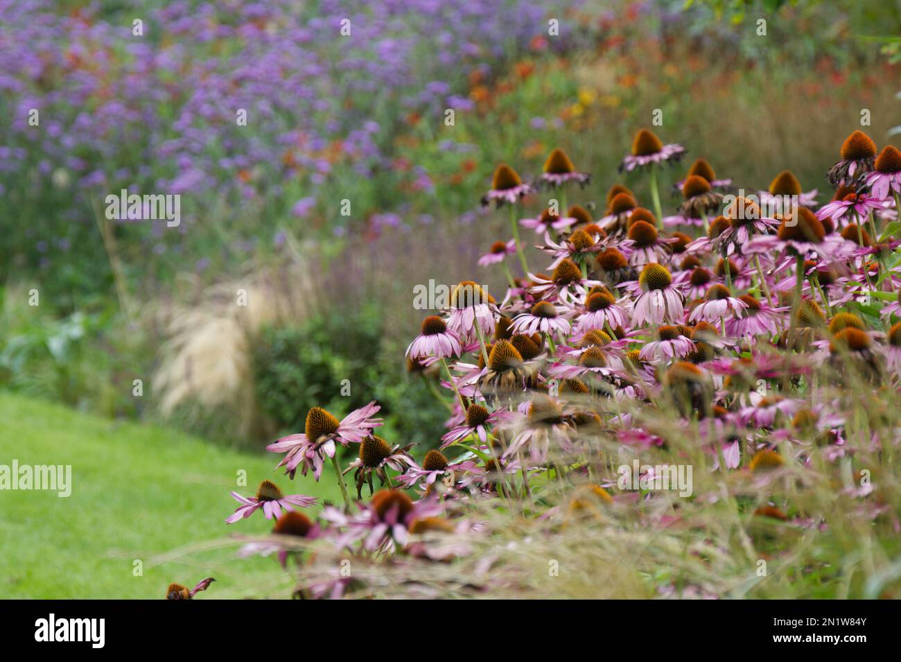 An autumn display of grasses and echinacea purpurea, or purple coneflower, in front of a herbaceous border in a UK garden September Stock Photo