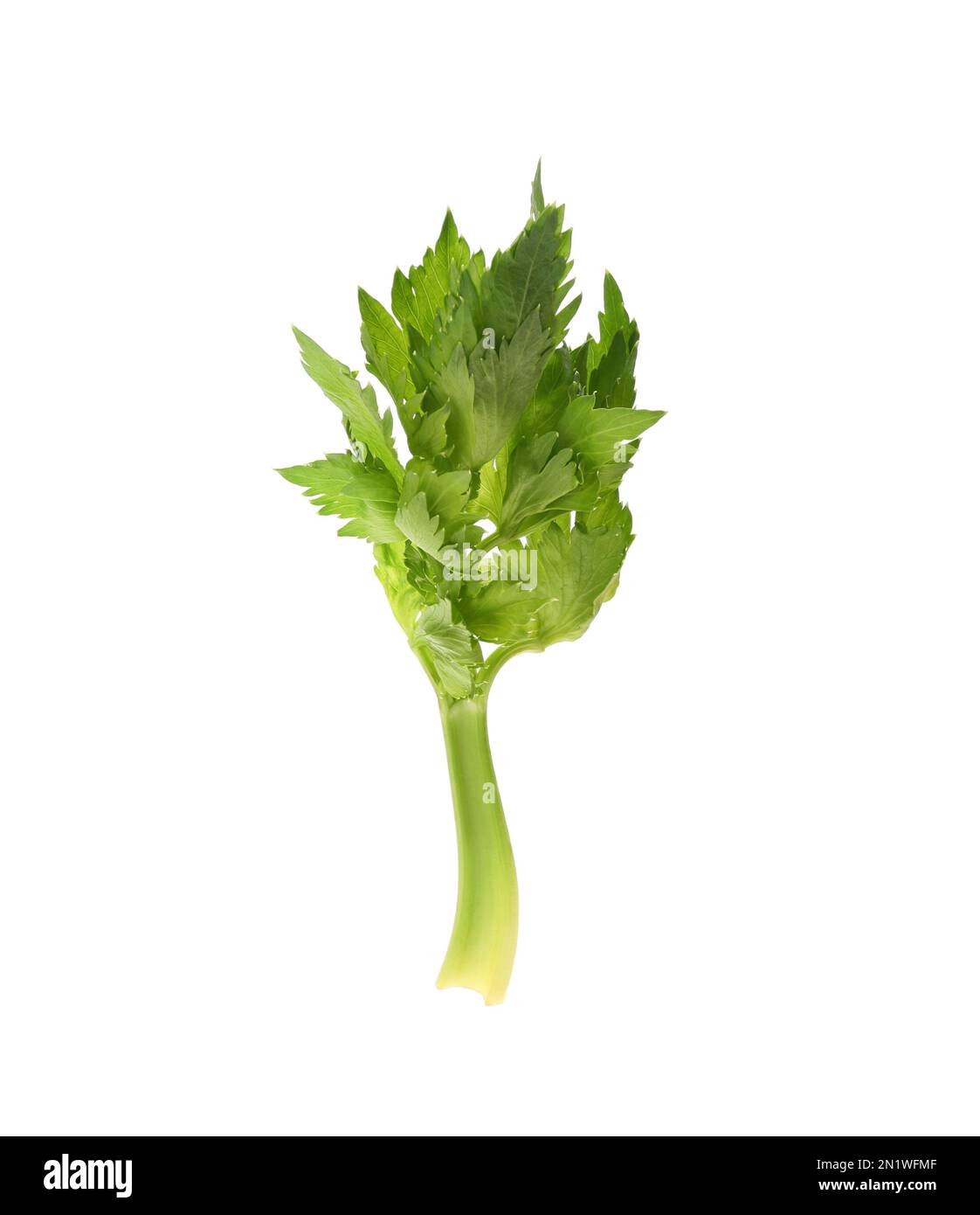 Fresh green celery stem with leaves isolated on white Stock Photo Alamy