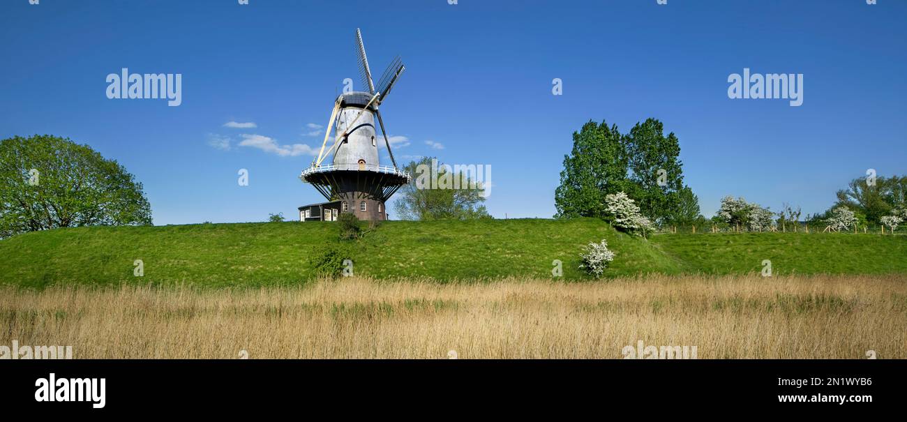 Windmill De Koe, Dutch gristmill / corn mill at Veere, Zeeland, the Netherlands Stock Photo