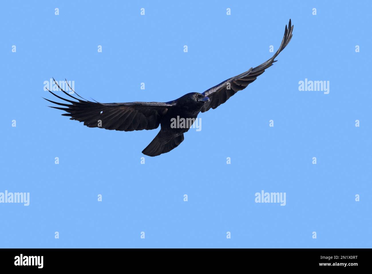 Carrion crow (Corvus corone) in flight against blue sky Stock Photo - Alamy