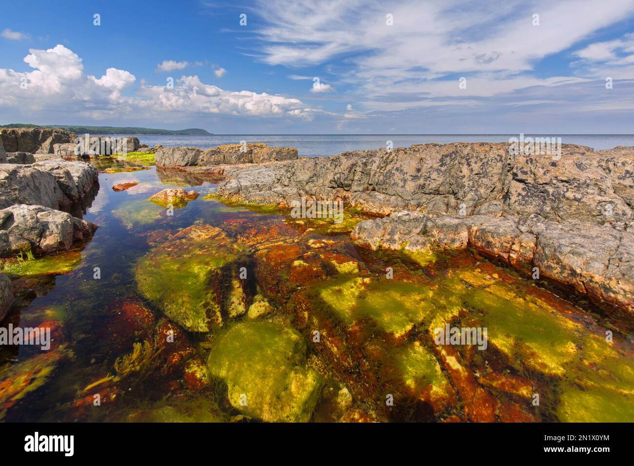 Alga in tide pool / rock pool on rocky coast along the Baltic Sea near Vik, Simrishamn Municipality, Skane / Scania / Skåne, Sweden Stock Photo