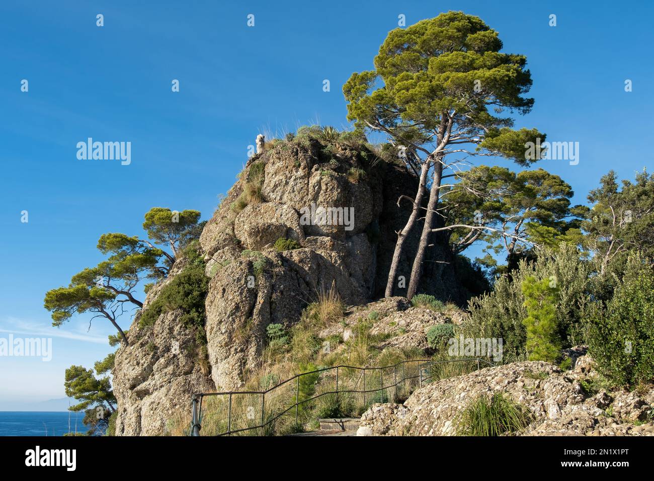 Wild bonsai tree hi-res stock photography and images - Alamy