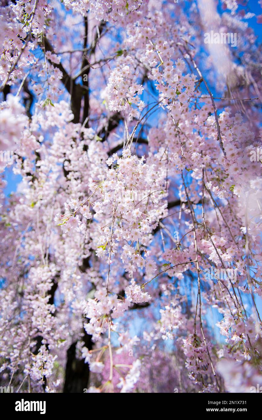 Sakura cherry blossoms during spring Stock Photo - Alamy