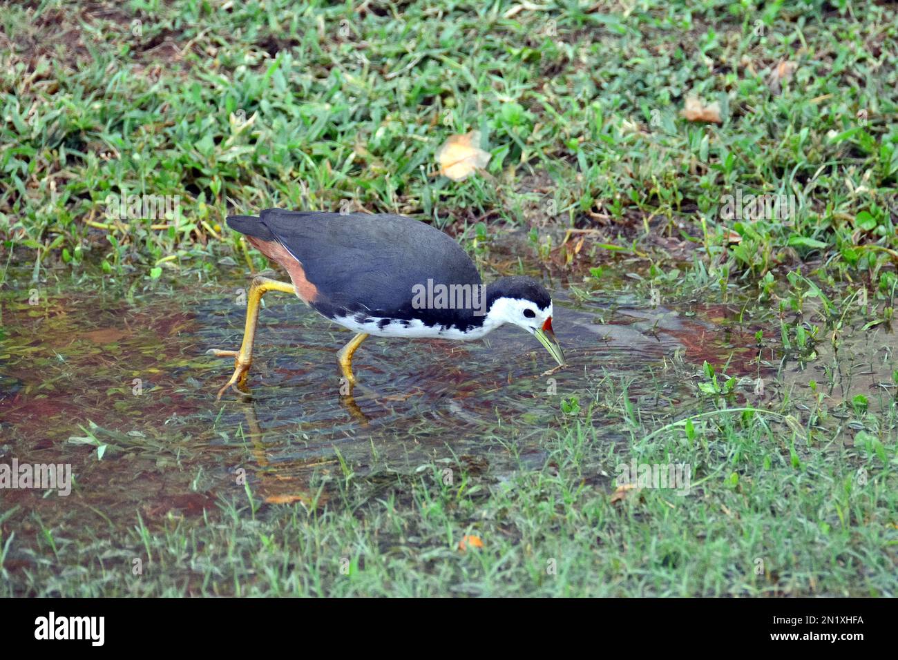 white-breasted waterhen, Râle à poitrine blanche, Amaurornis ...