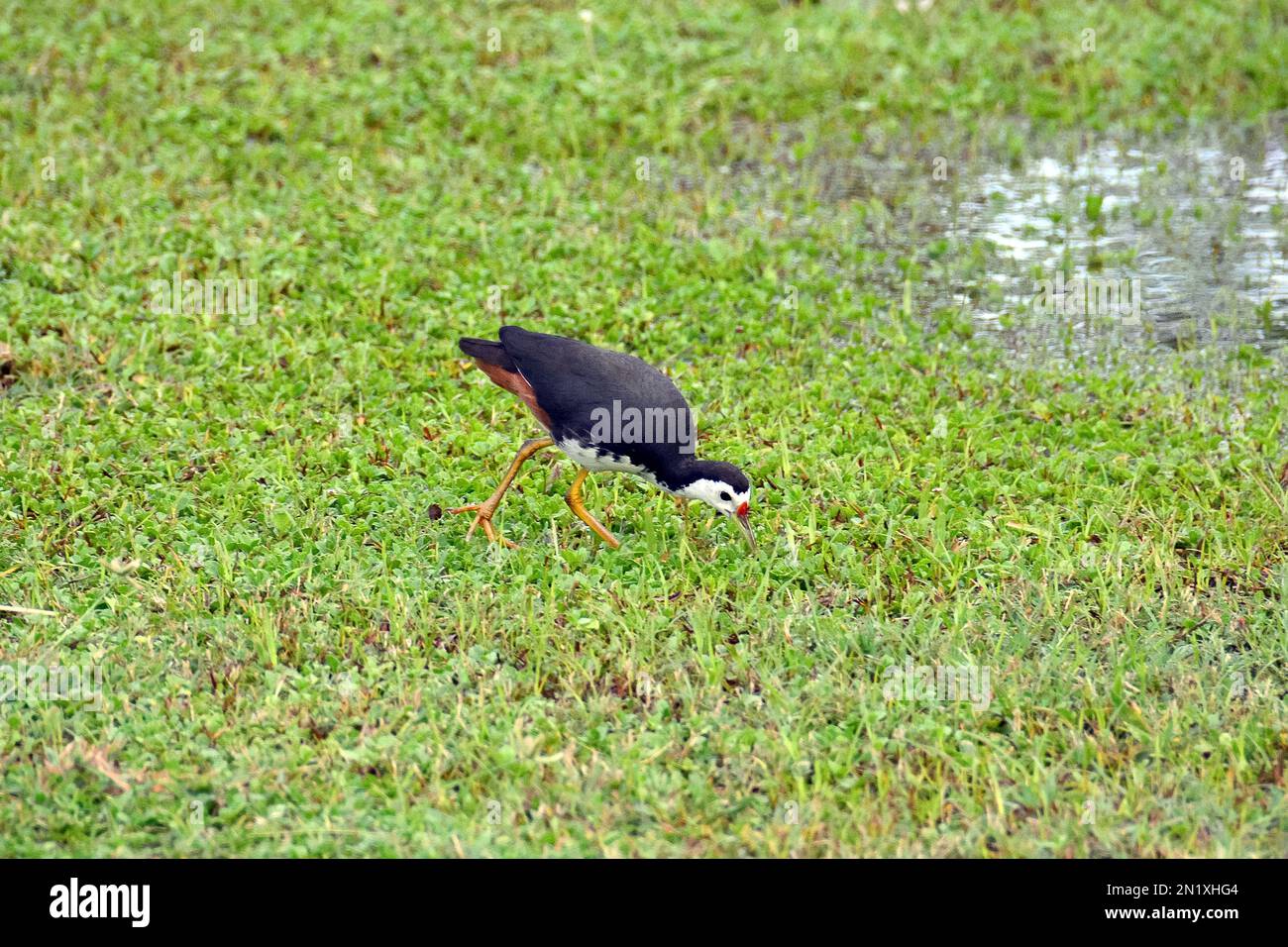 white-breasted waterhen, Râle à poitrine blanche, Amaurornis ...