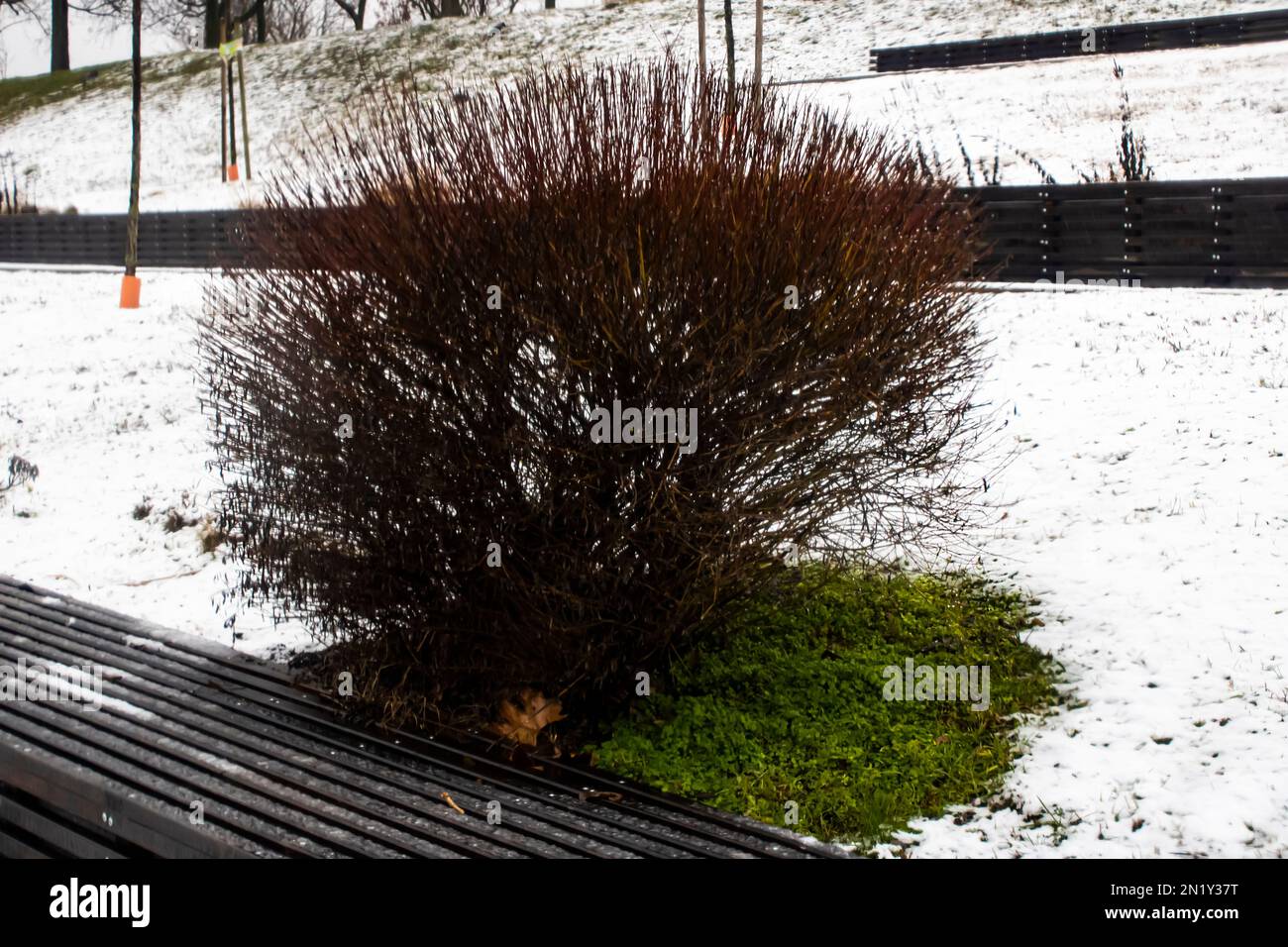 Plant shrubs after snowfall Stock Photo