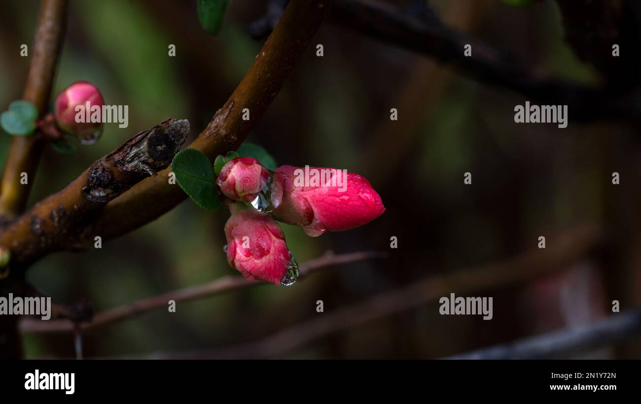 Flowering bush with edible fruits Japanese quince 'Sargentii' flowers (Chaenomeles japonica