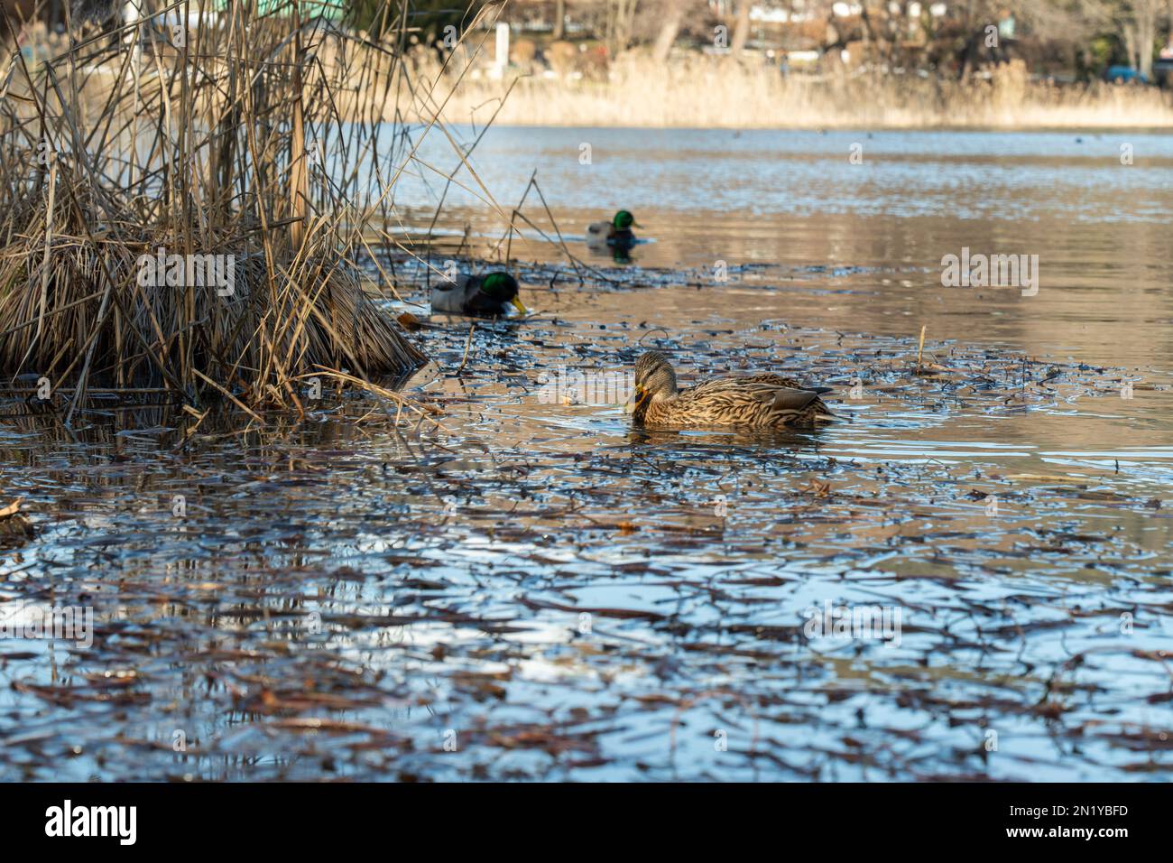 dirty water duck solution nature pollution dirty Stock Photo Alamy