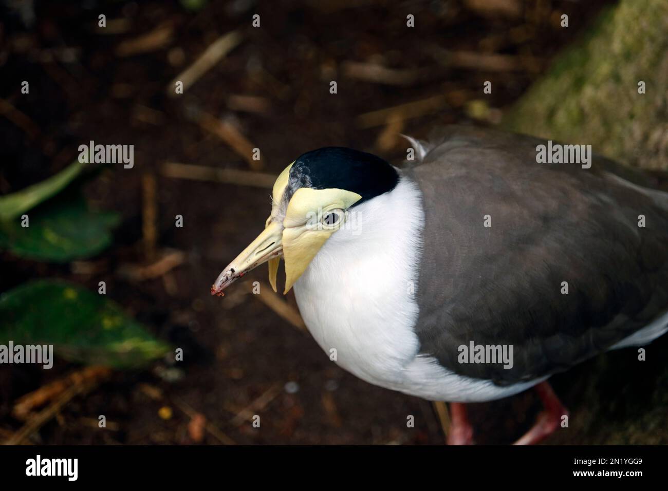 The masked lapwing (Vanellus miles) is a large, common and conspicuous bird native to Australia, particularly the northern and eastern parts of the co Stock Photo