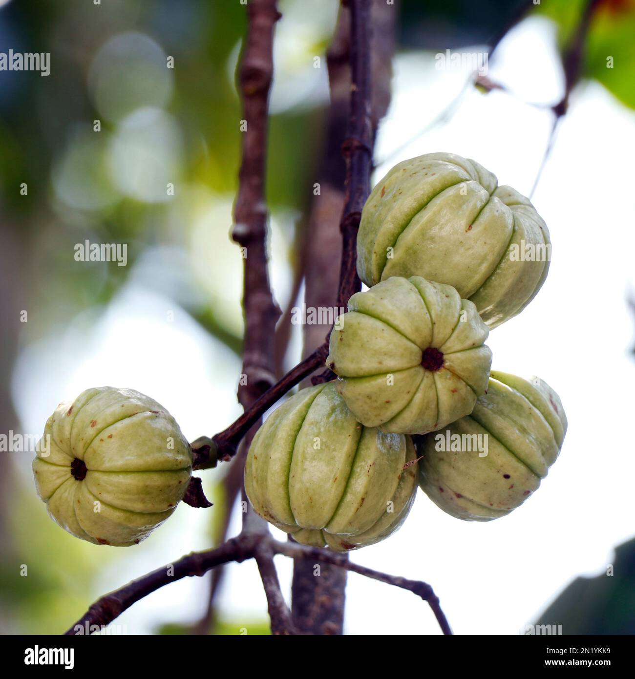 Garcinia gummi-gutta names include Garcinia cambogia, as well as brindleberry Stock Photo