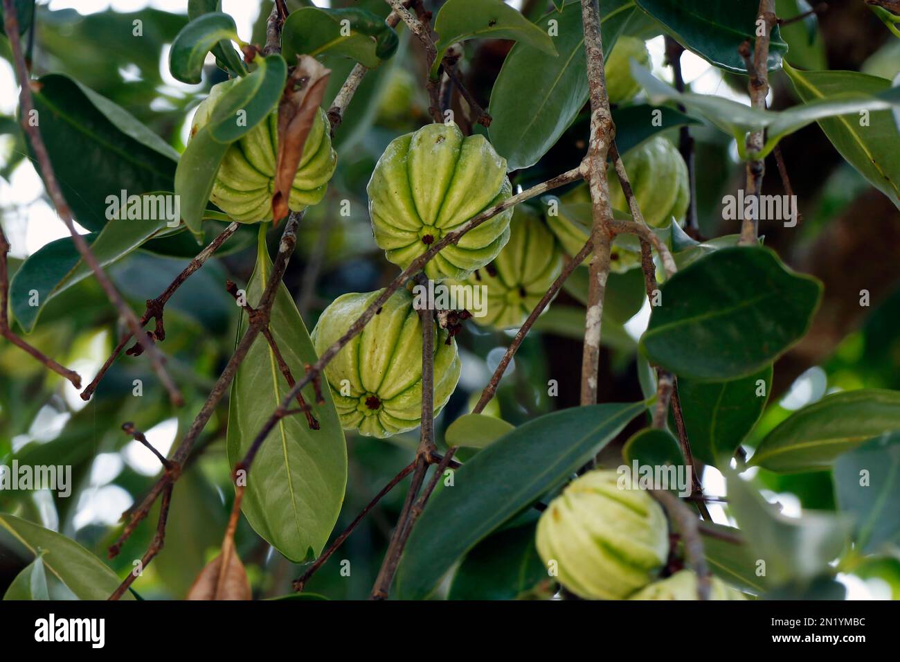 Garcinia gummi-gutta names include Garcinia cambogia, as well as brindleberry Stock Photo