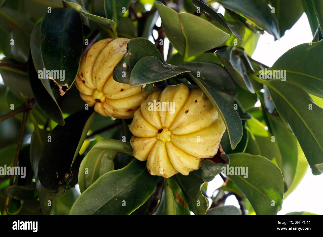 Garcinia gummi-gutta names include Garcinia cambogia, as well as brindleberry Stock Photo