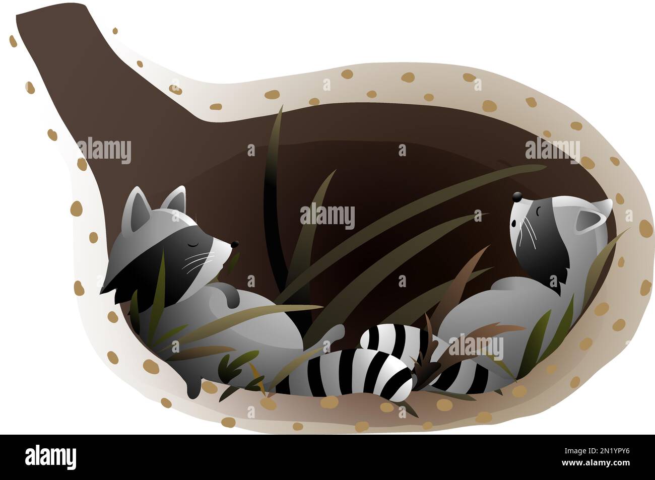 Raccoon Sleeping in Its Den or Burrow Underground Stock Vector Image