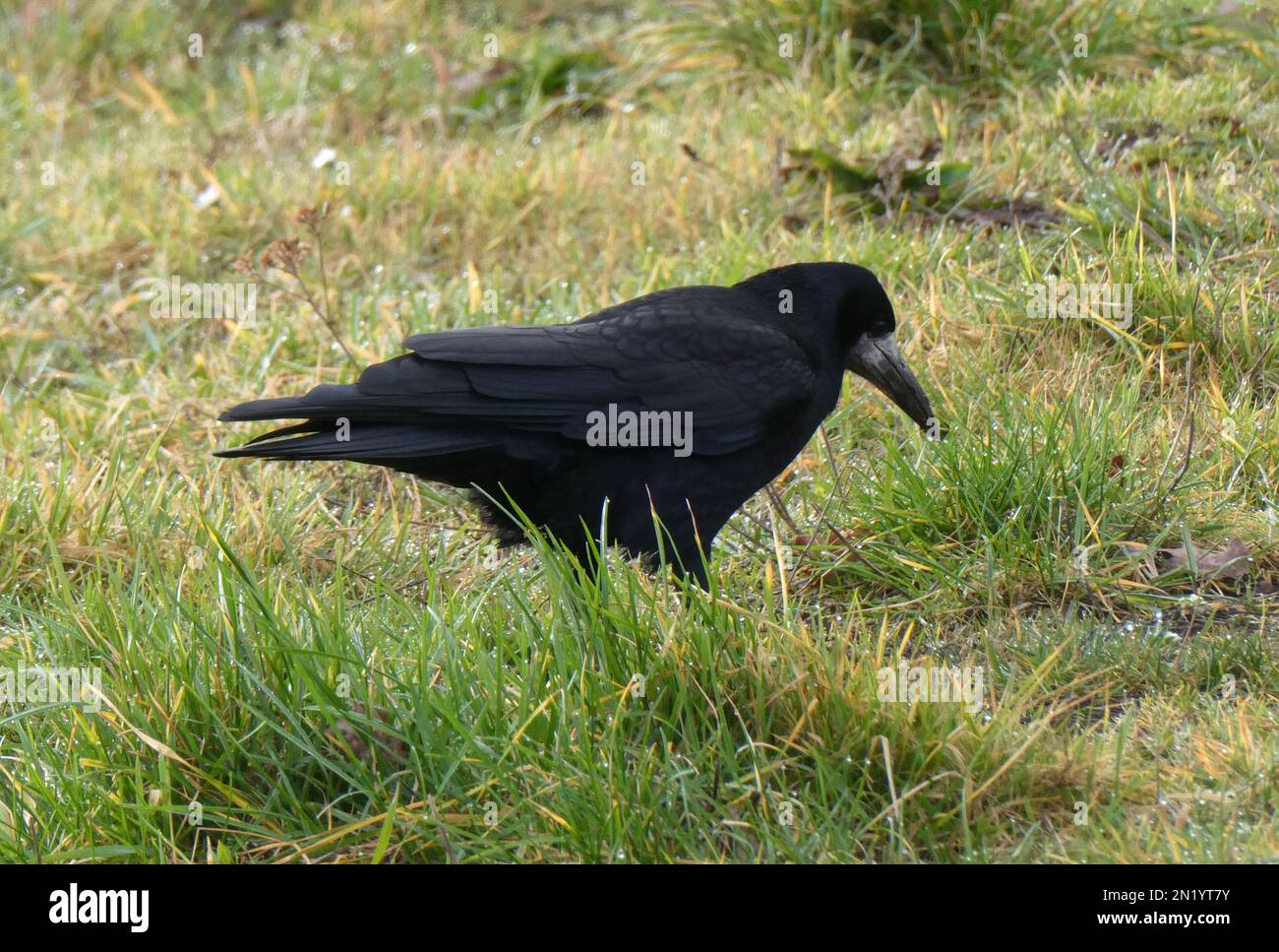 The Rooks (Corvus frugilegus) Information