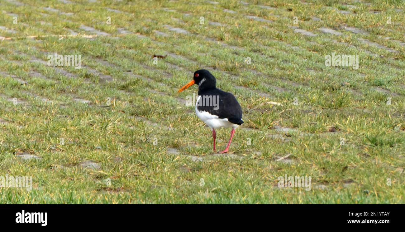An Eurasian oystercatcher (Haematopus ostralegus)  searching for food in the grass. Location: Hardenberg, the Netherlands Stock Photo