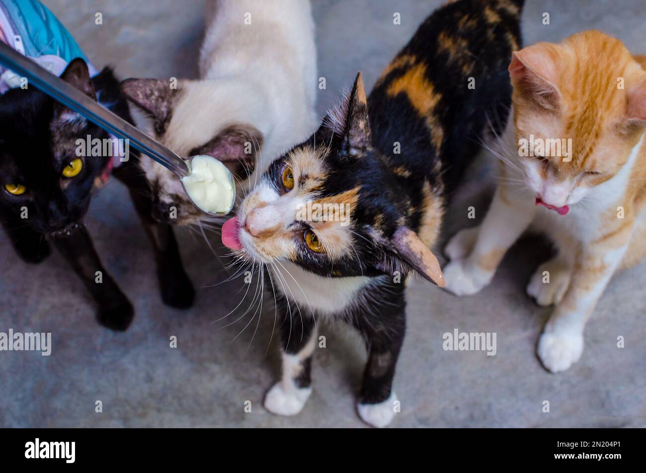cat licking milk on a spoon Stock Photo Alamy