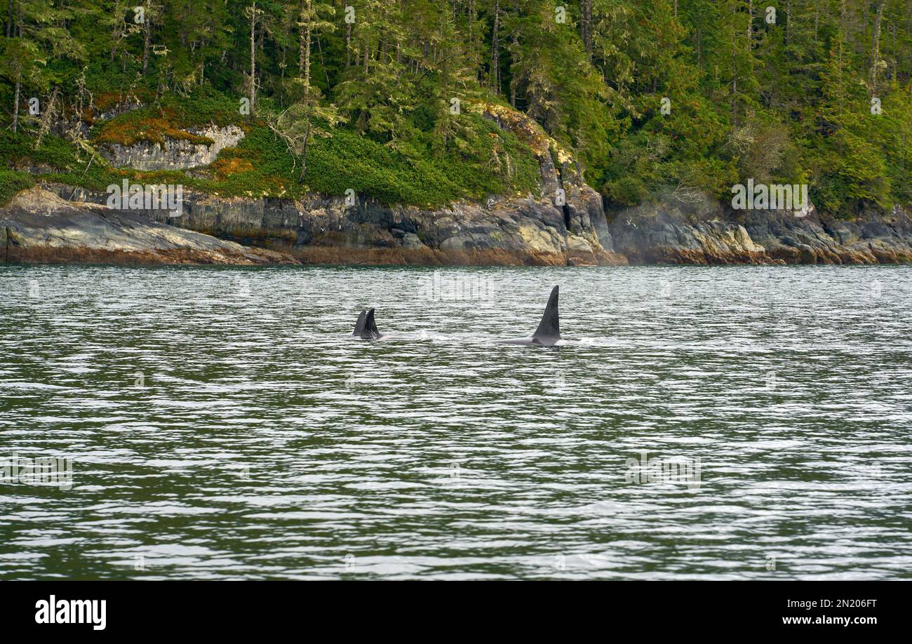 Large Fin Male Johnstone Strait Orcas. A pod of Orcas feeding and swimming in Johnstone Strait, British Columbia. Stock Photo