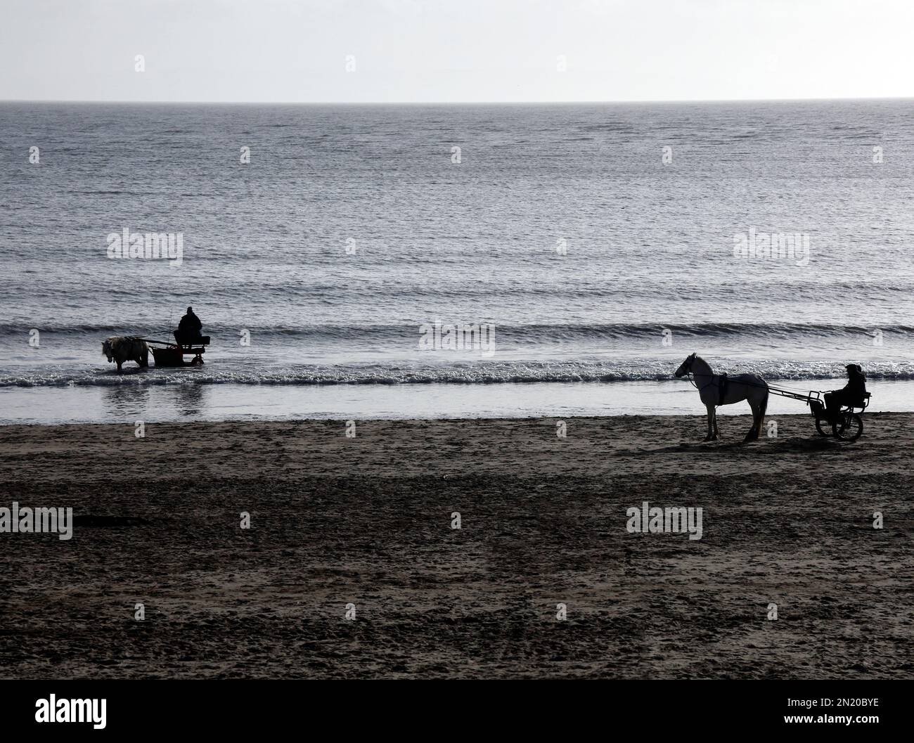 Ponies in harness pulling training carts (Sulky, roadsters) at Barry Island beach. January 2023. Winter. Stock Photo