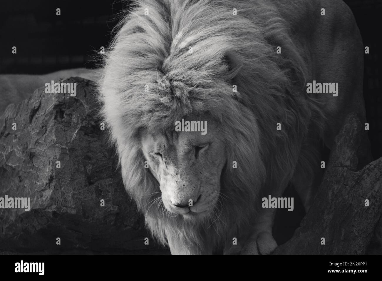 Lion climbing rock and wood trunk in black and white with dark blurred ...