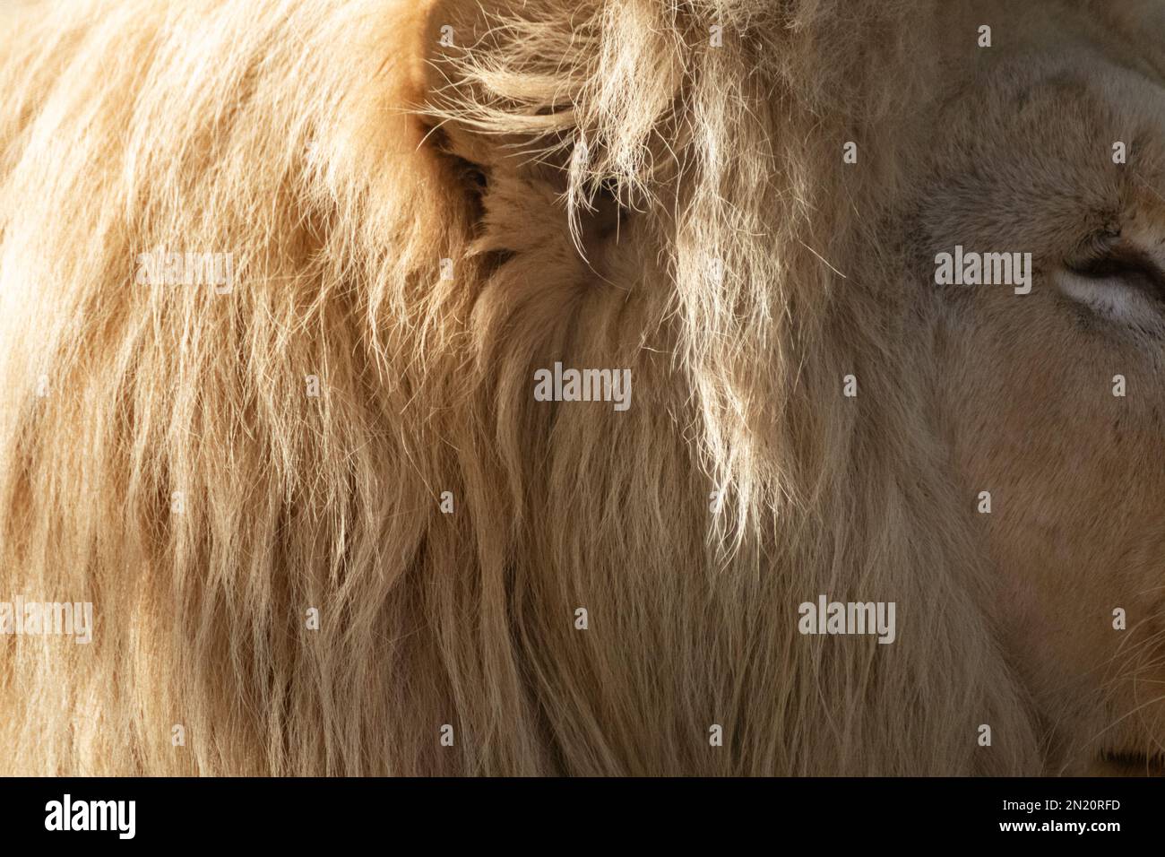 Lion ear with sunny fluffy mane fur close-up details. Big cat long fur on head Stock Photo