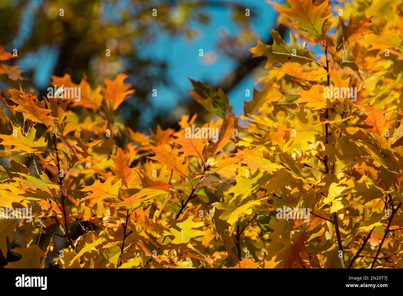 Oak tree leaves close up hi-res stock photography and images - Alamy