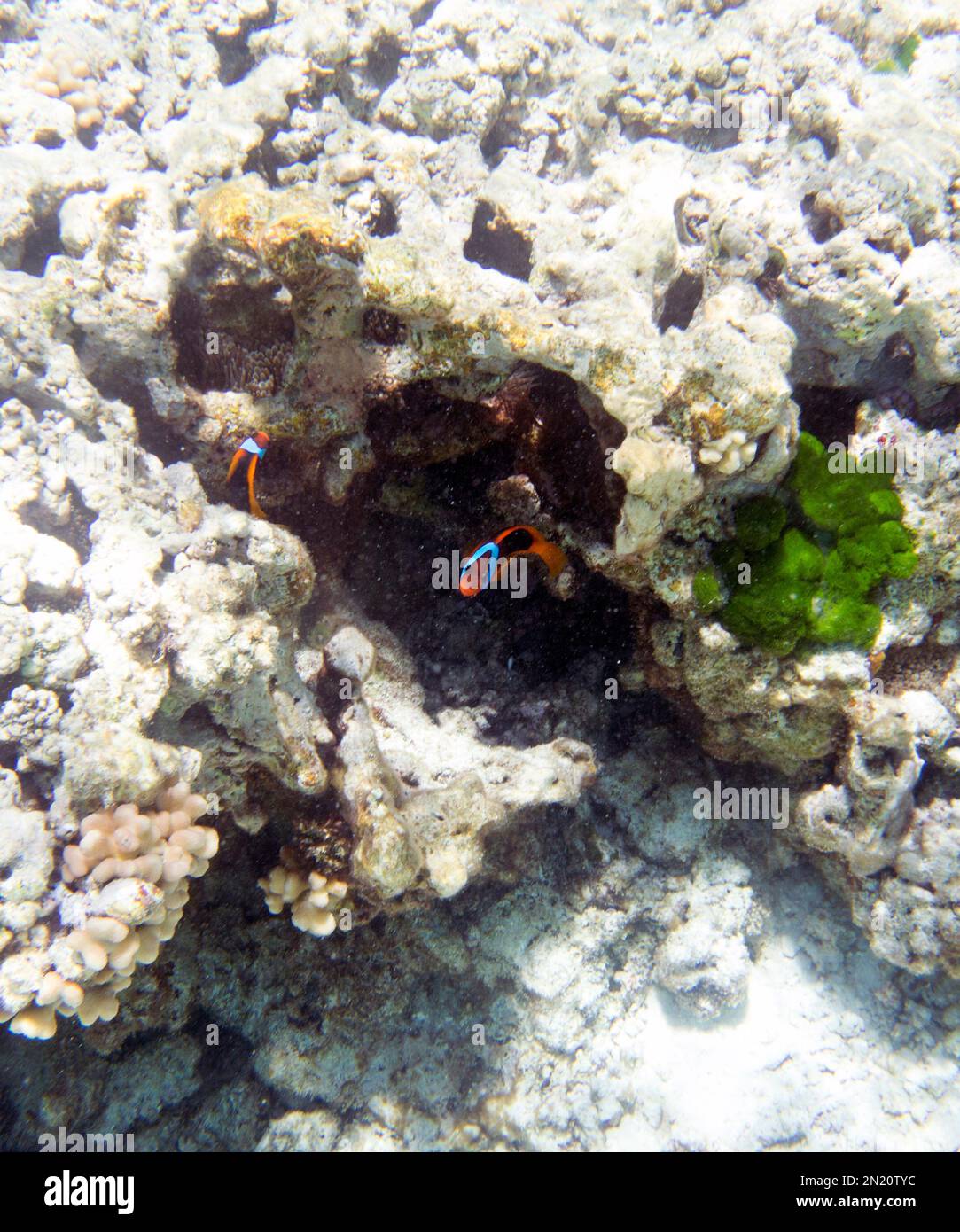 View of clownfish in the reef of New Caledonia Stock Photo