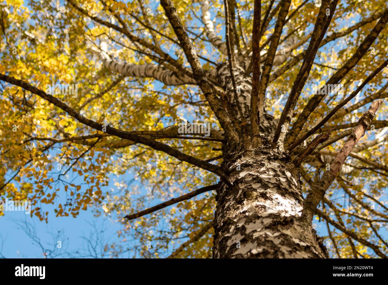 Close up of leaves of birch tree hi-res stock photography and images ...