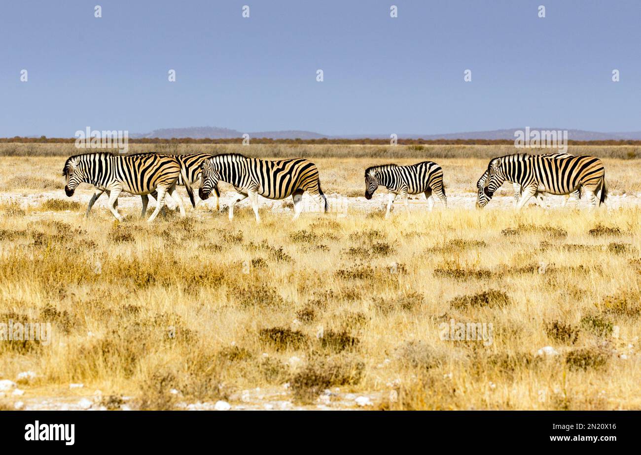 A photo of plains zebra in Namibia Stock Photo - Alamy