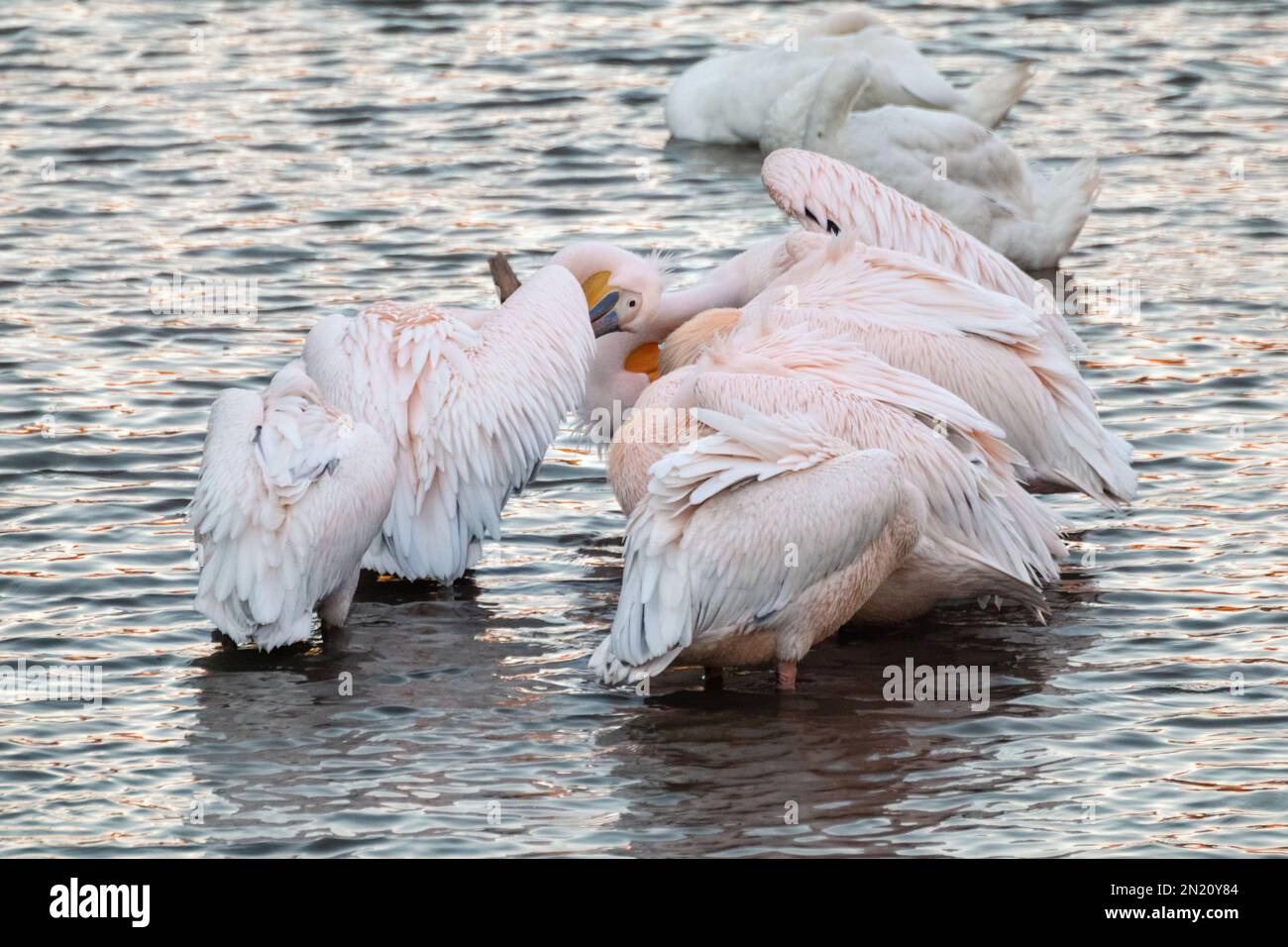 Pinkbacked pelican birds, Pelecanus rufescens cleaning feathers in