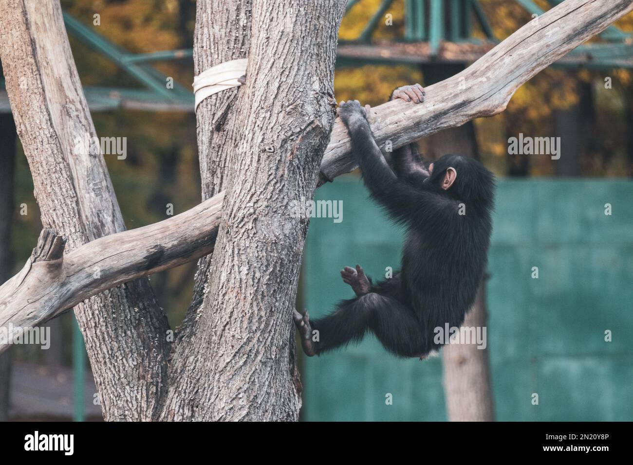 Chimpanzee child playing, hanging on tree trunks in zoo aviary with autumn trees blurred background Stock Photo