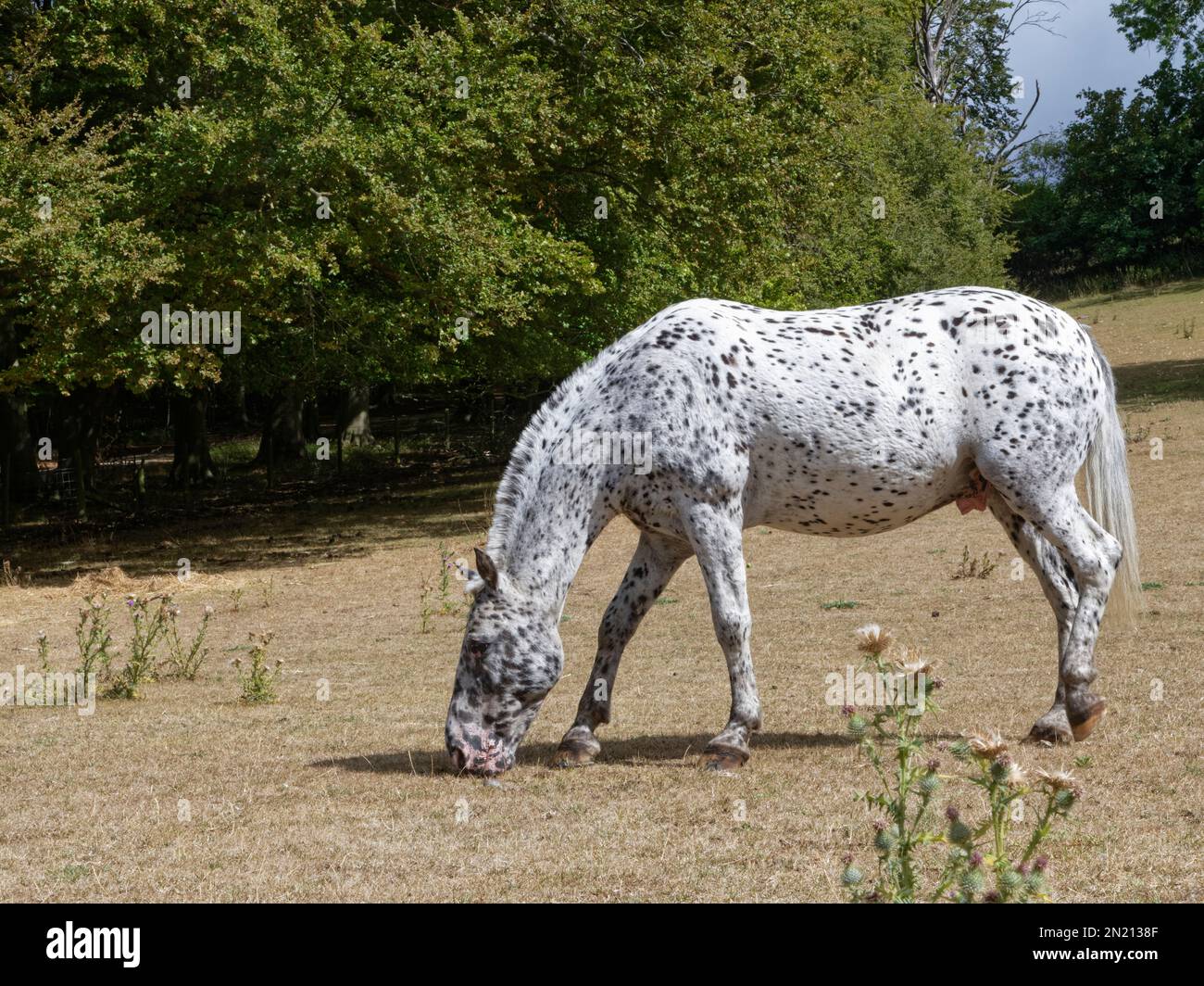 Appaloosa horse breed