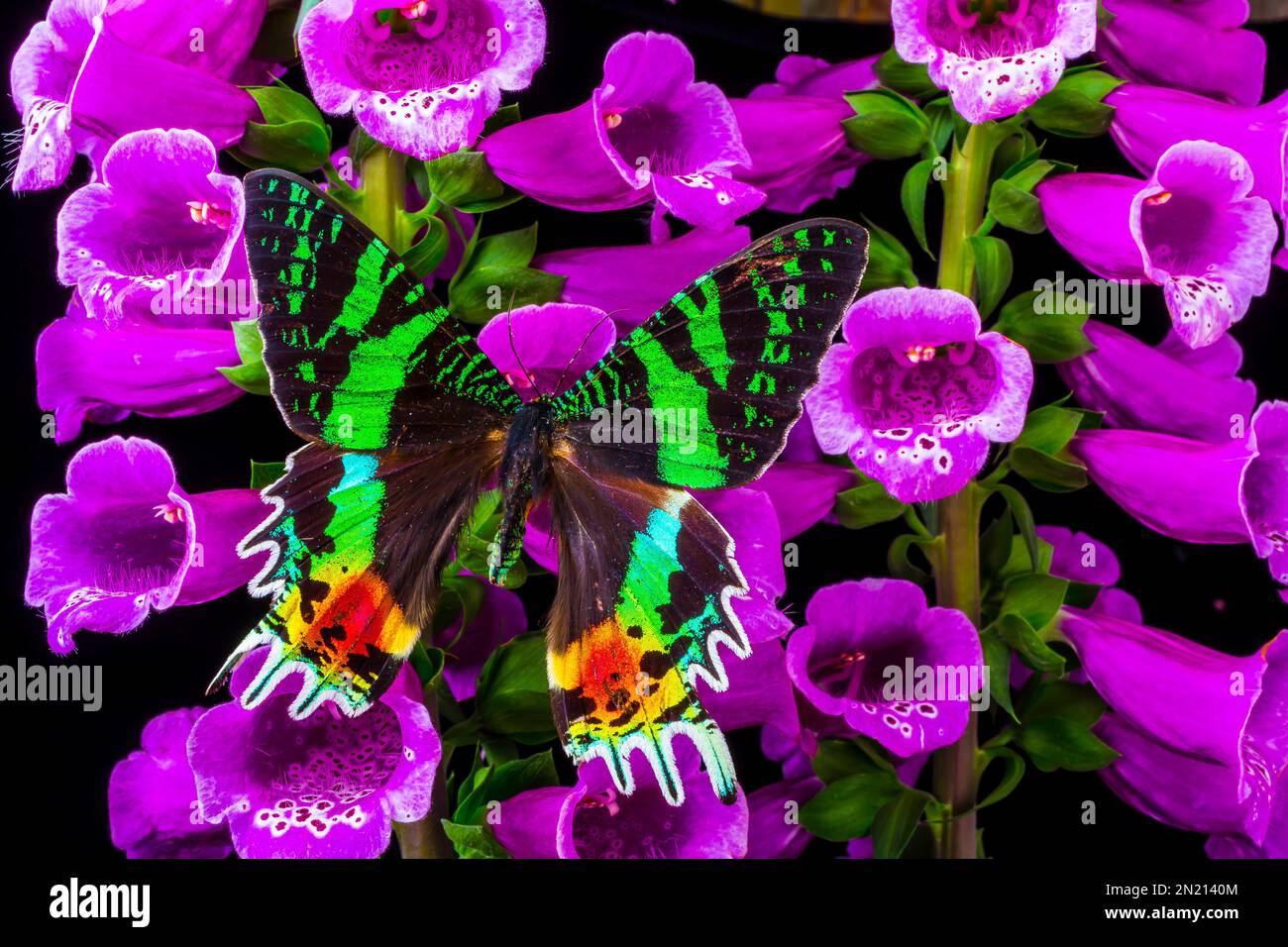 Green Butterfly On Foxglove Stock Photo Alamy
