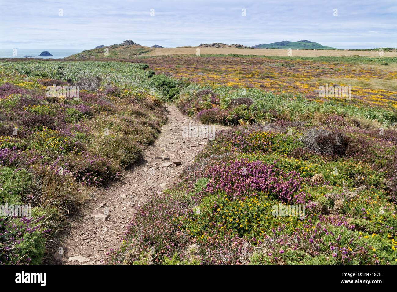 Pembrokeshire Coast Path and flowering Bell heather (Erica cinerea), Common heather (Calluna vulgaris) and Western gorse (Ulex gallii, Porthclais. Stock Photo