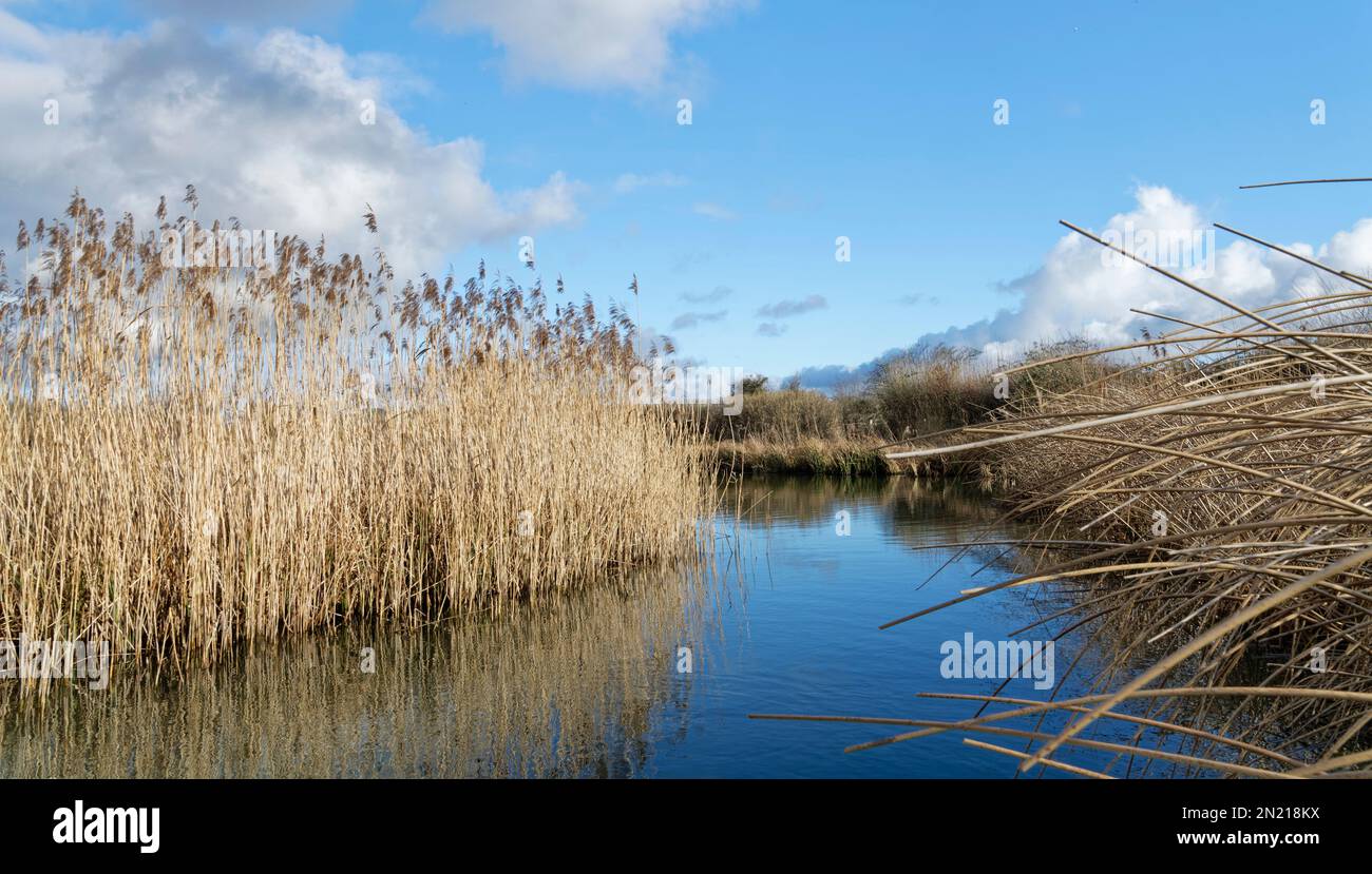 Common reed (Phragmites australis) stand in flower, fringing the River Arun, Arundel, Sussex, UK, February. Stock Photo