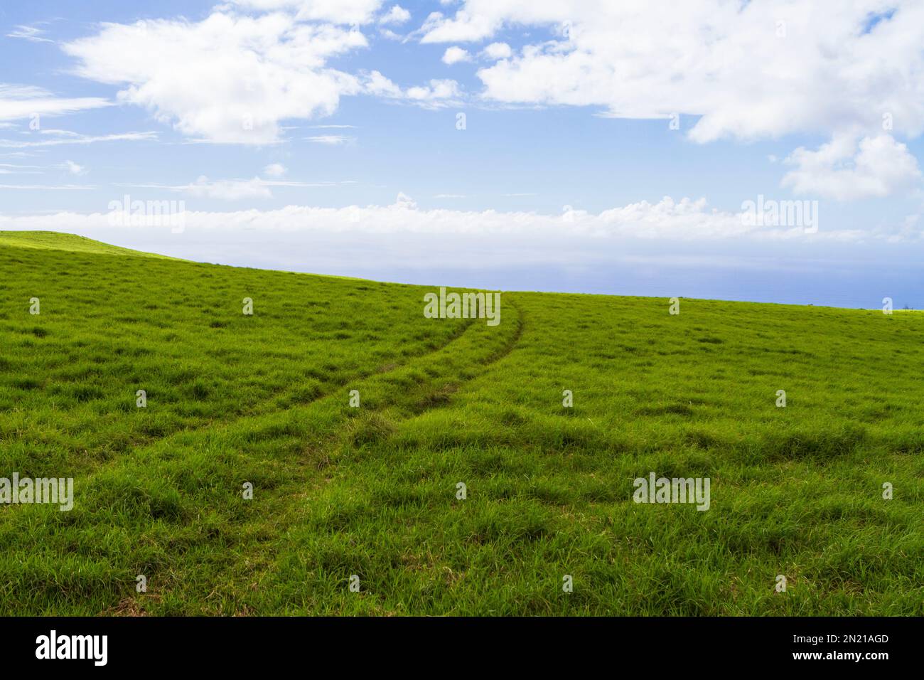 A bright green grass field on the Big Island, Hawaii, with tire tracks leading to the horizon, with blue sky and clouds. Lots of copy space. Stock Photo