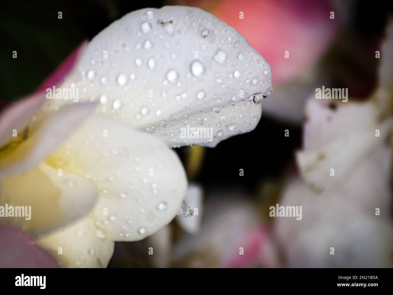 A close up of a wet flower Stock Photo - Alamy