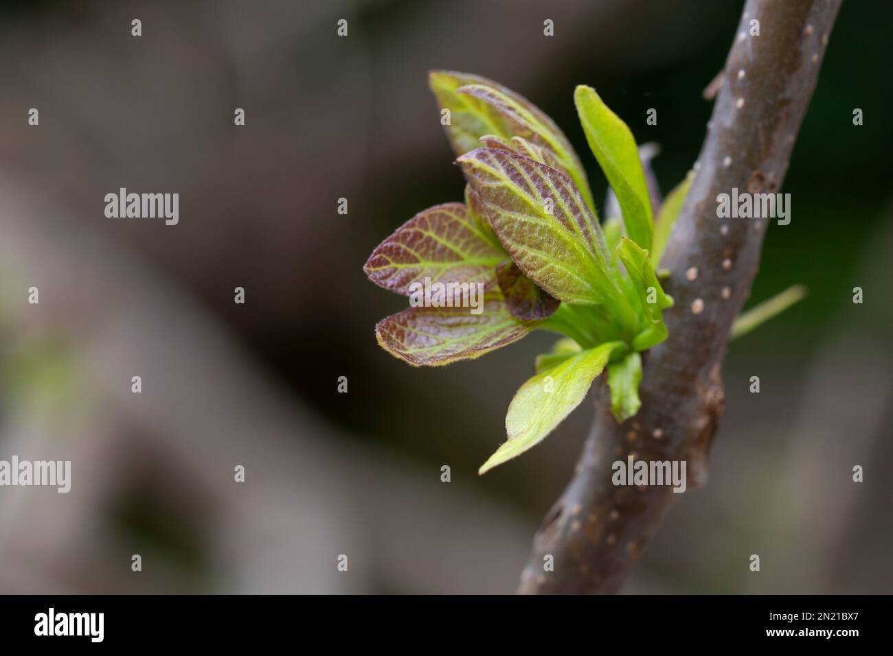 Tree branch with buds background spring april stock photo alamy