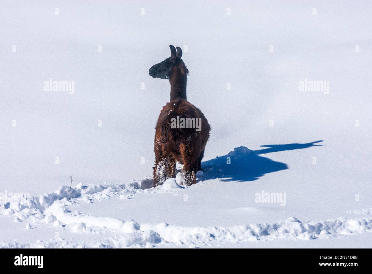 Naturpark Hohe Wand: llama (Lama glama) in deep snow, long shadow in Wiener Alpen, Alps, Niederösterreich, Lower Austria, Austria Stock Photo