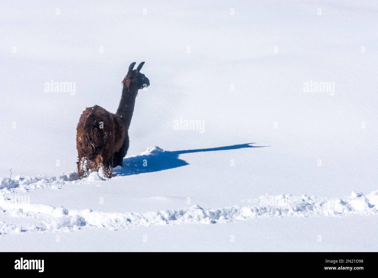 Naturpark Hohe Wand: llama (Lama glama) in deep snow, long shadow in Wiener Alpen, Alps, Niederösterreich, Lower Austria, Austria Stock Photo