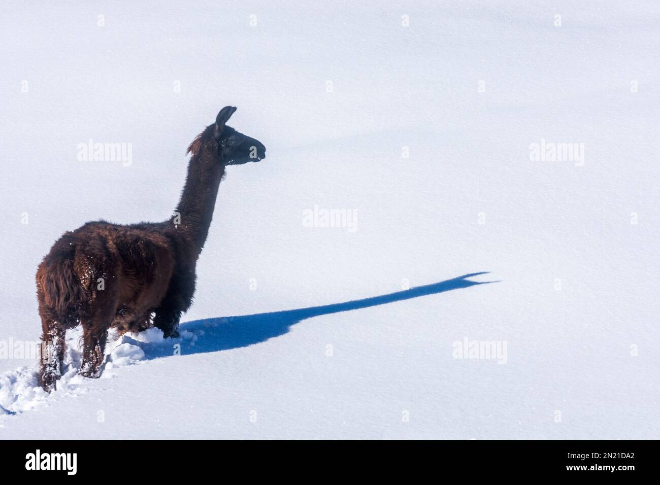 Naturpark Hohe Wand: llama (Lama glama) in deep snow, long shadow in Wiener Alpen, Alps, Niederösterreich, Lower Austria, Austria Stock Photo