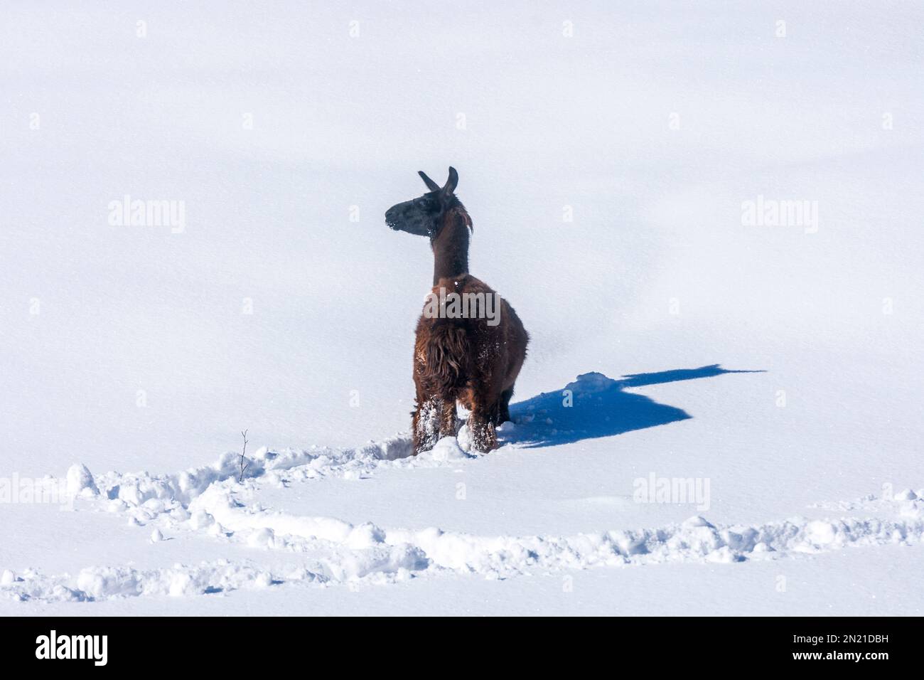 Naturpark Hohe Wand: llama (Lama glama) in deep snow, long shadow in Wiener Alpen, Alps, Niederösterreich, Lower Austria, Austria Stock Photo